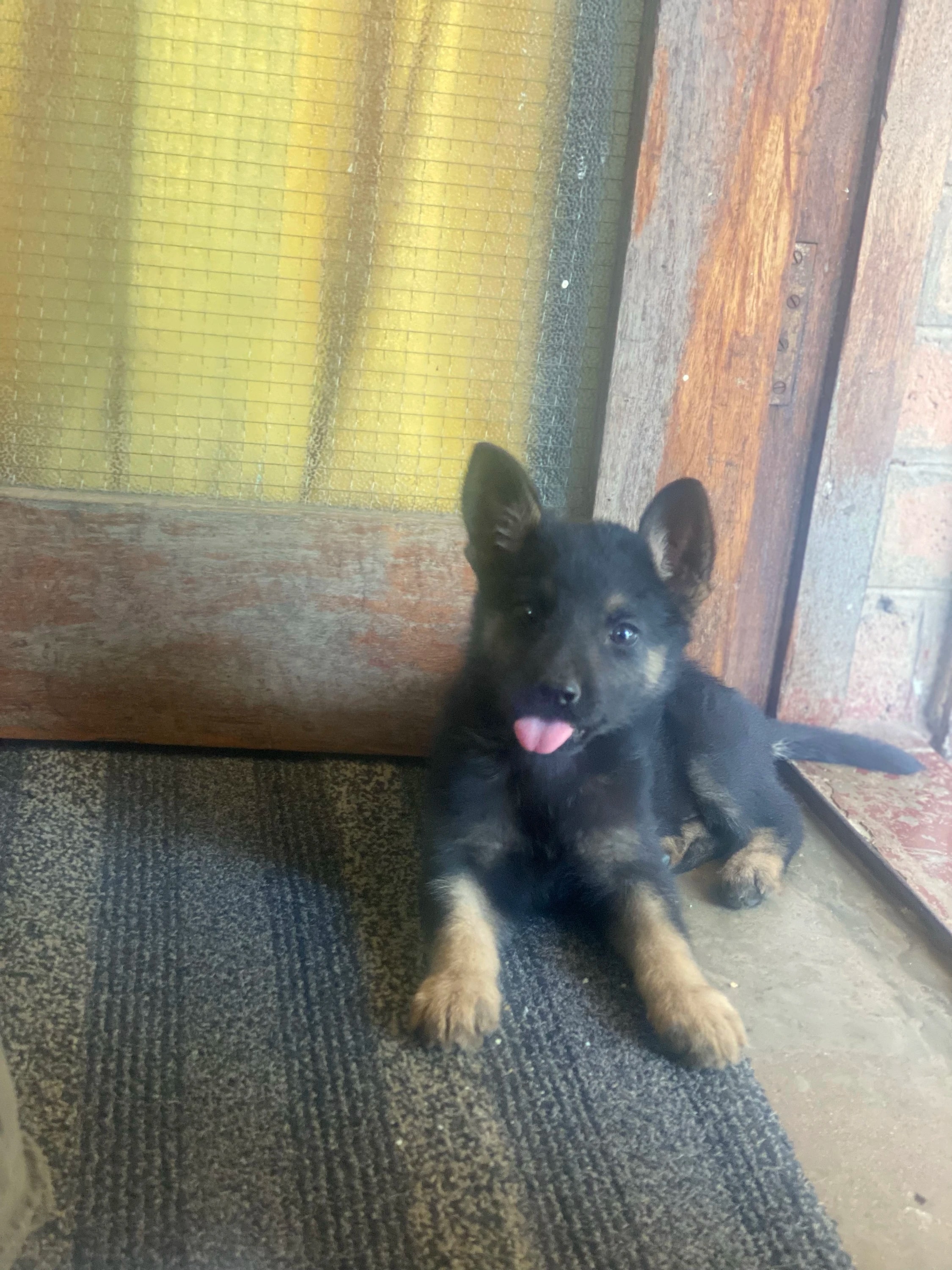 cute dog
